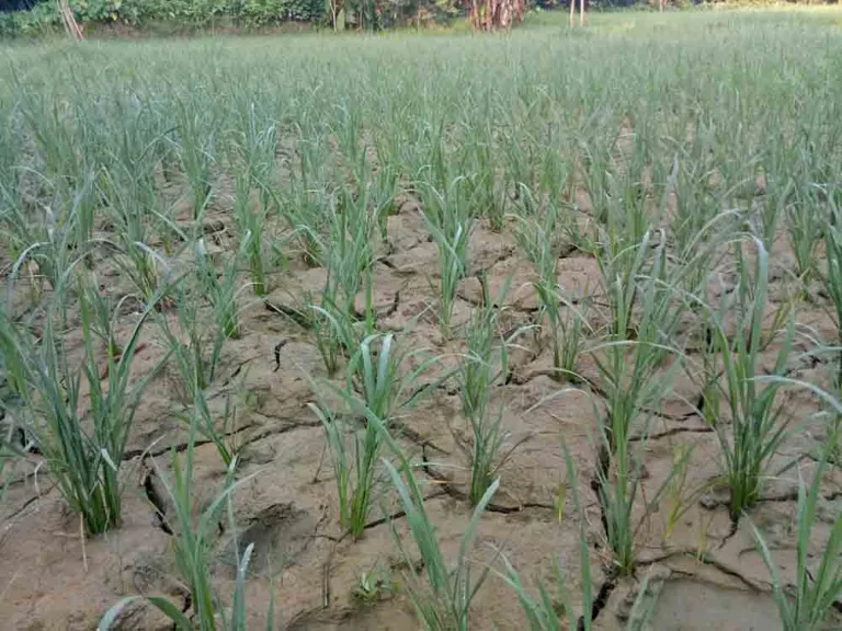 समयमा पानी नपरेका कारण दाङमा धान उत्पादनमा कमी हुने