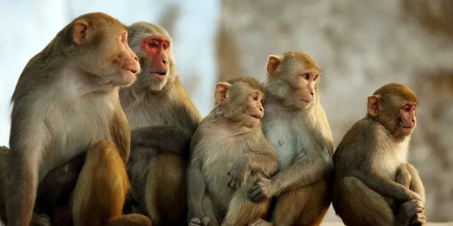 बाँदर नियन्त्रणको उपाय खोज्दै मन्त्री गुरुङ