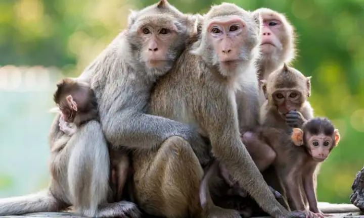 बाँदर नियन्त्रणका लागि फलफूल खेती